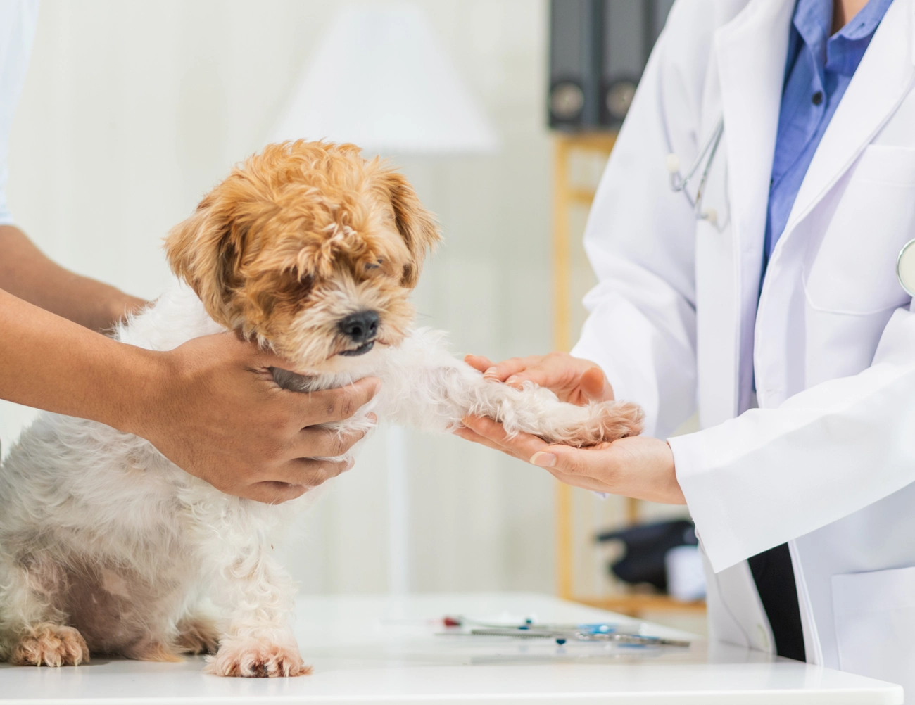 Les options d’assurance pour vos animaux